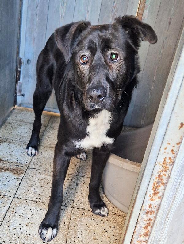 SALVA BRUNO DAL CANILE.ADOTTABILE IN TUTTA ITALIA! Foto 11