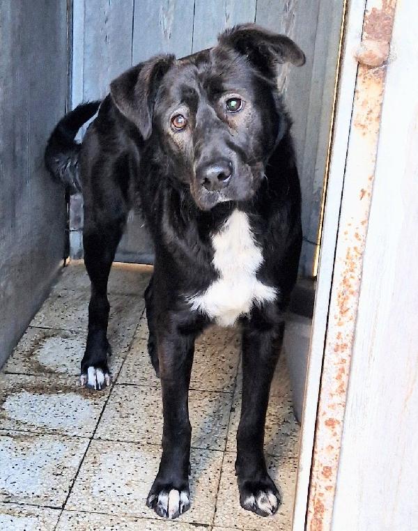 SALVA BRUNO DAL CANILE.ADOTTABILE IN TUTTA ITALIA! Foto 12