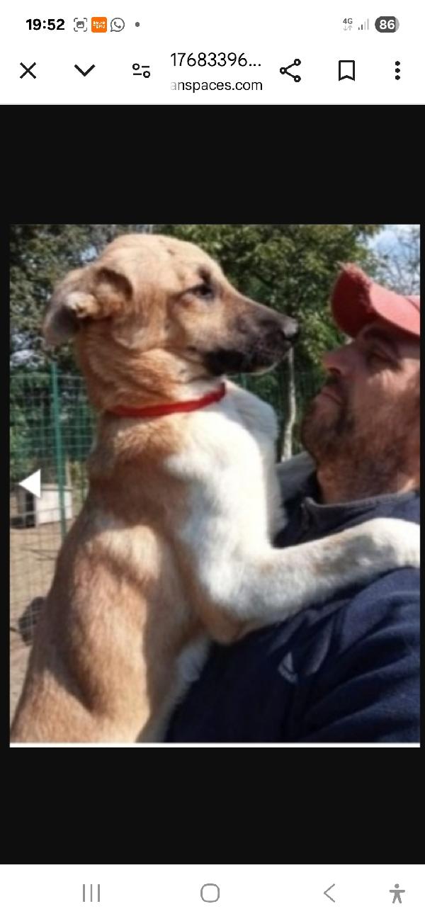 Coocky 3anni e 1/2 pastorino aspetta da tanto. GARLASCO Foto 2