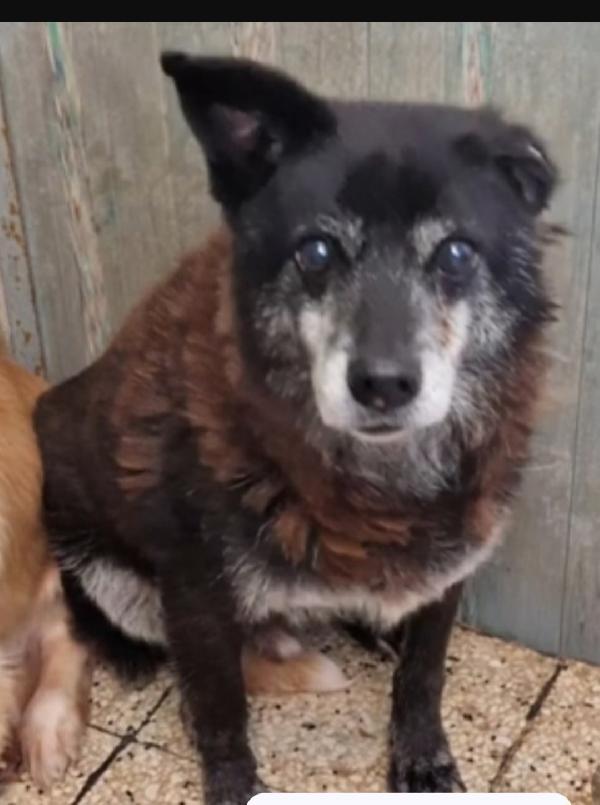 Skizzo 10anni in canile,cerca casa con giardino.PUGLIA Foto 2