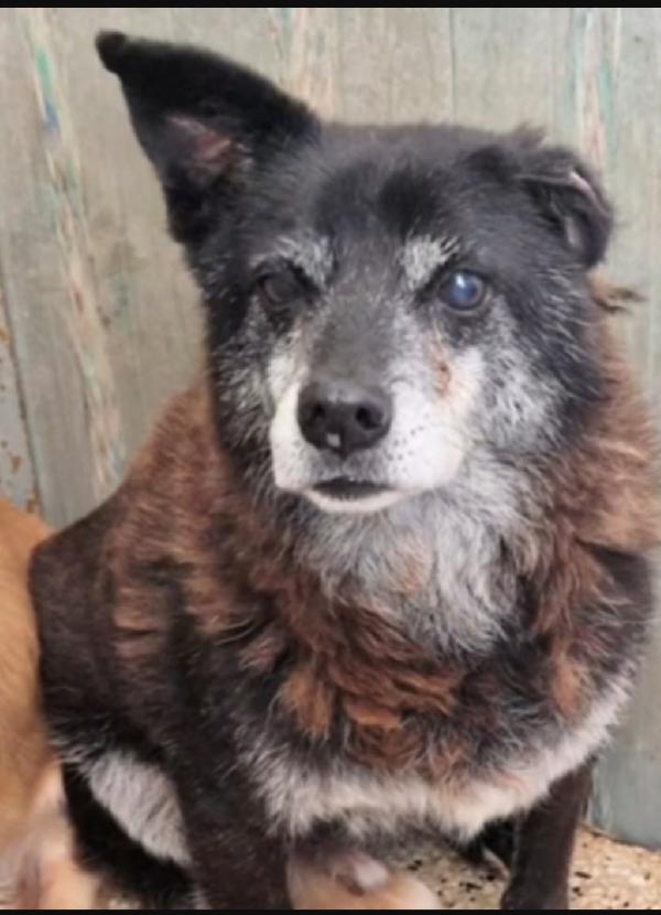 Skizzo 10anni in canile,cerca casa con giardino.PUGLIA Foto 3