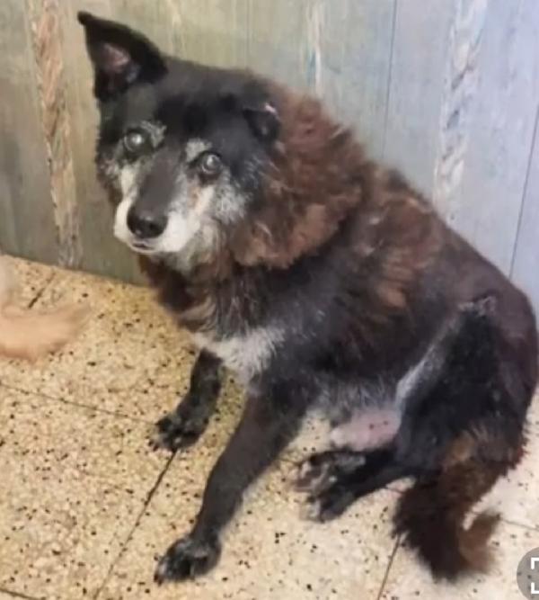 Skizzo 10anni in canile,cerca casa con giardino.PUGLIA Foto 4