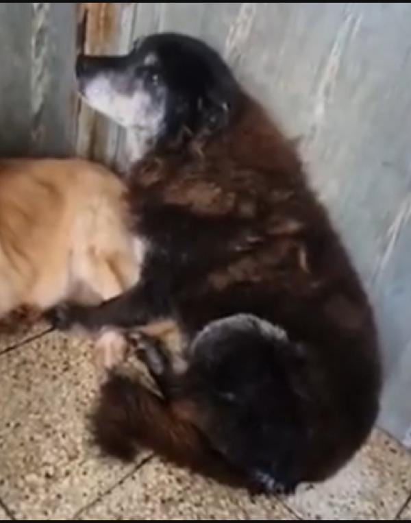 Skizzo 10anni in canile,cerca casa con giardino.PUGLIA Foto 5