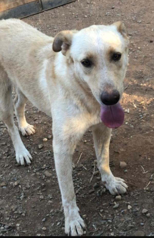 Zaira 3Anni Mix Pastorina Bionda( Mamma Pastore Tedesco) Calabriadesvi