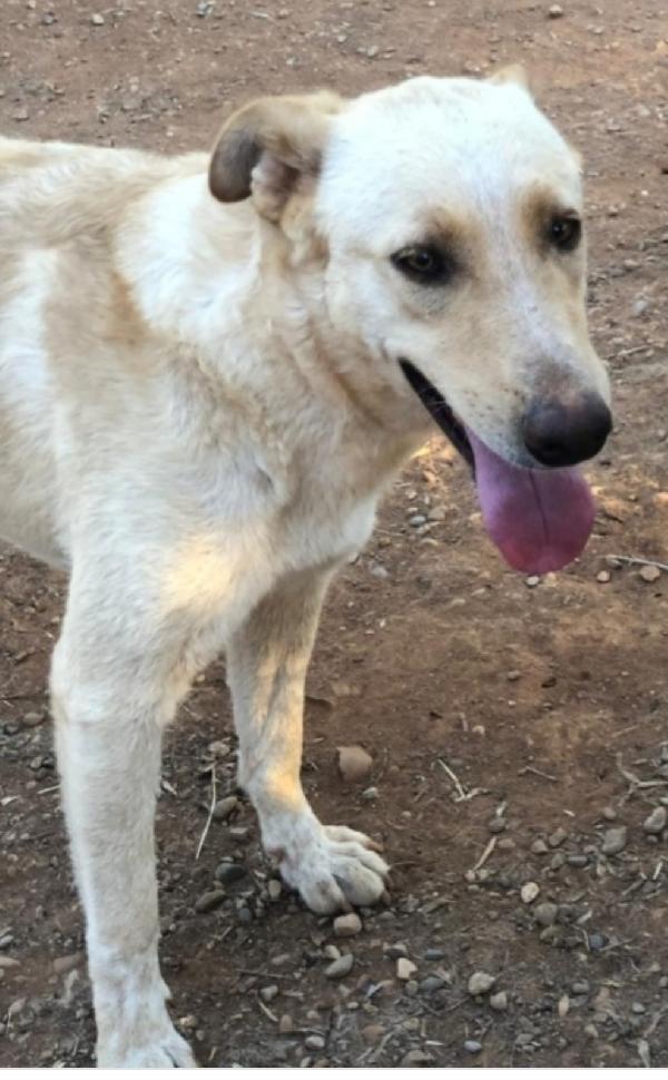Zaira 3anni mix pastorina bionda( mamma pastore tedesco) CALABRIAdesvi Foto 2