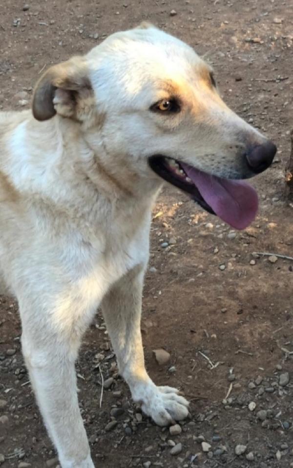 Zaira 3anni mix pastorina bionda( mamma pastore tedesco) CALABRIAdesvi Foto 3