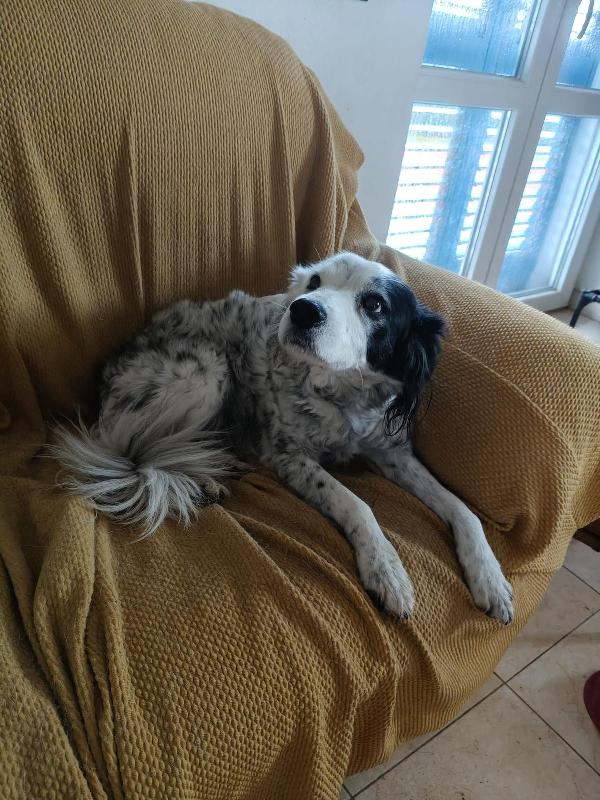 Pia: 13 Anni, Dolce Con Tutti. Adozione Del Cuore 