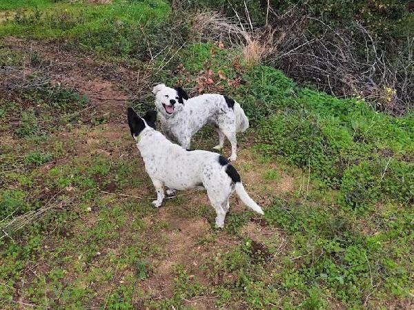 Pia: 13 anni, dolce con tutti. Adozione del cuore  Foto 3