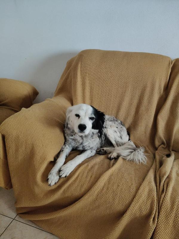 Pia: 13 anni, dolce con tutti. Adozione del cuore  Foto 5