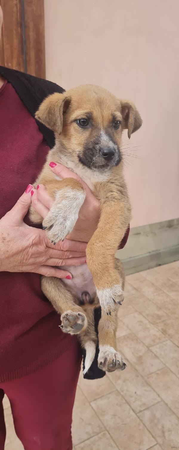 Nelly Splendida Dolce Cucciola Cerca Casa 