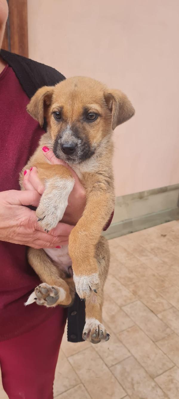 Nelly splendida dolce cucciola cerca casa  Foto 2