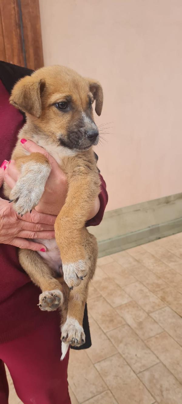 Nelly splendida dolce cucciola cerca casa  Foto 3