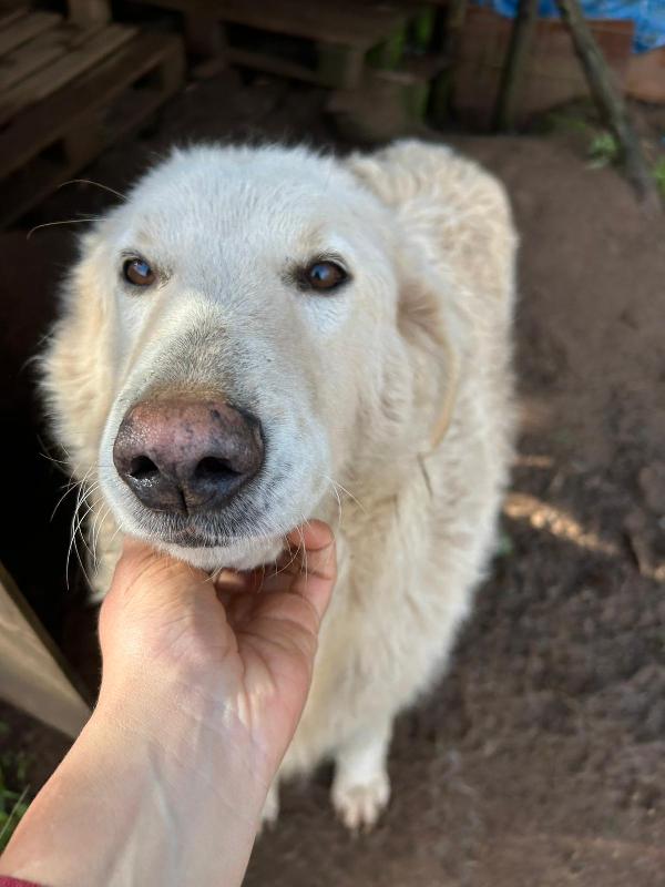 Bianca Splendida Simil Maremmano Cerca Casa 