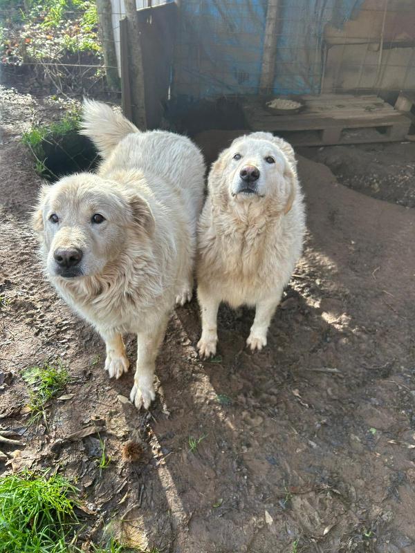 Bianca splendida simil maremmano cerca casa  Foto 2