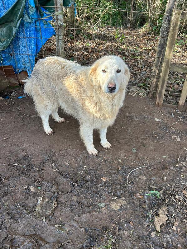 Bianca splendida simil maremmano cerca casa  Foto 3