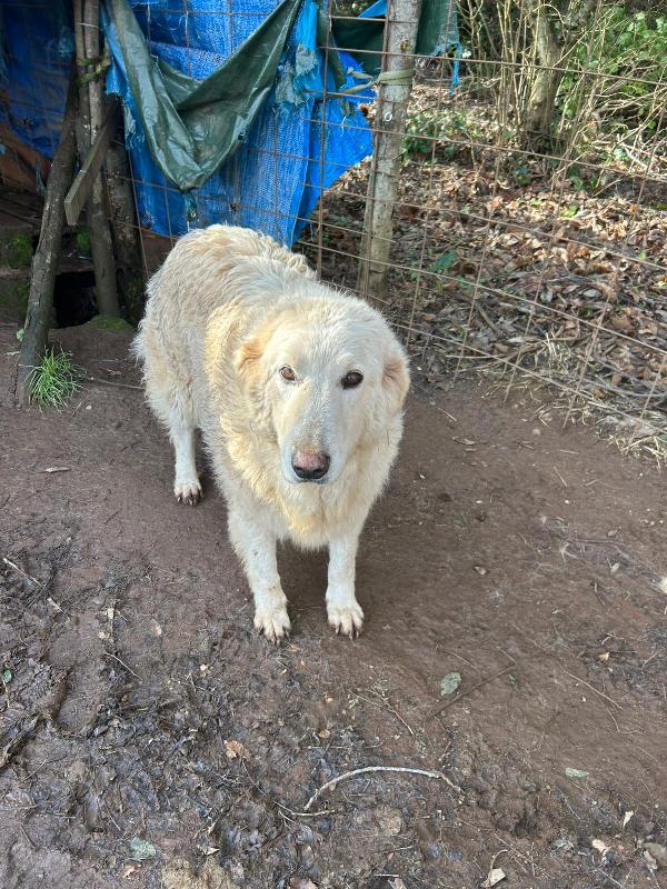 Bianca splendida simil maremmano cerca casa  Foto 4