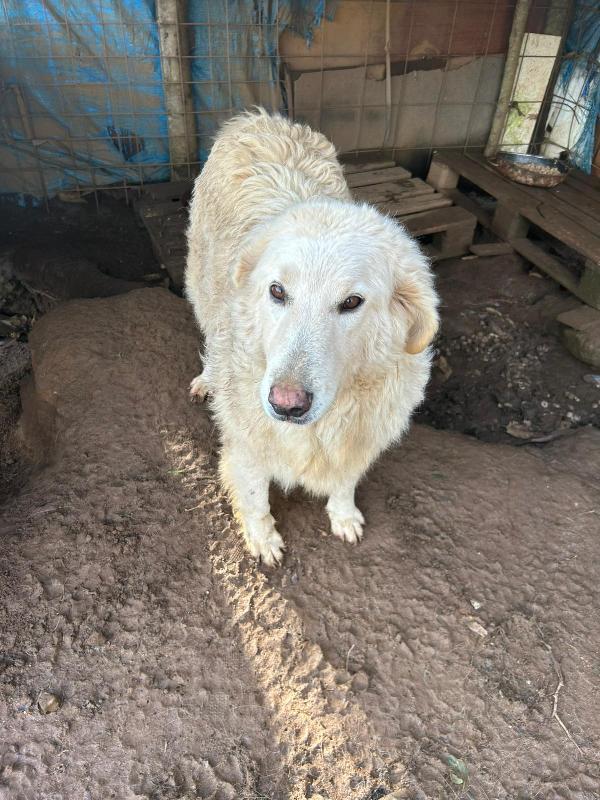 Bianca splendida simil maremmano cerca casa  Foto 6