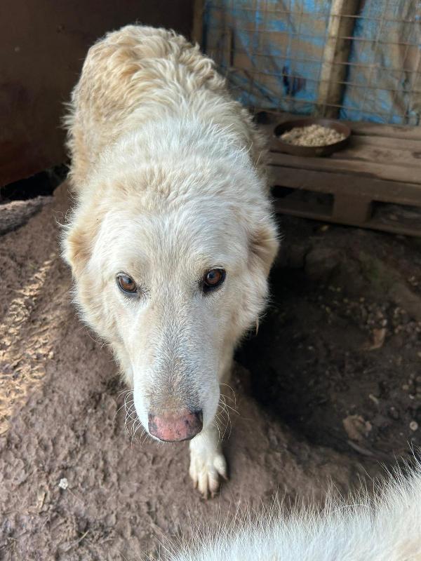 Bianca splendida simil maremmano cerca casa  Foto 7