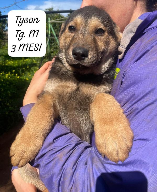 5 Meravigliosi Cuccioli In Attesa D'amore