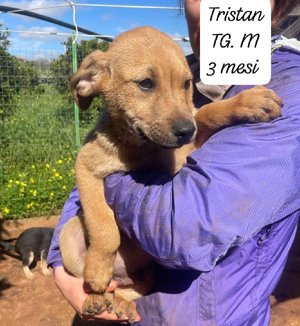 5 meravigliosi cuccioli in attesa d'amore Foto 2