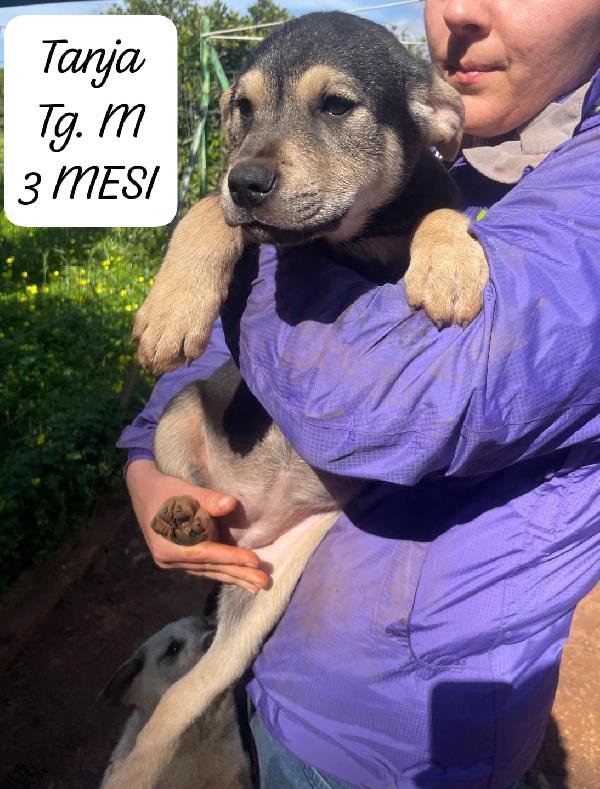 5 meravigliosi cuccioli in attesa d'amore Foto 3