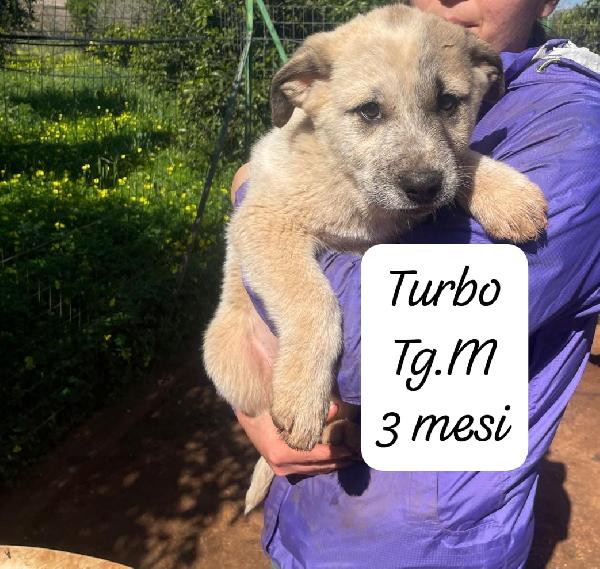 5 meravigliosi cuccioli in attesa d'amore Foto 4