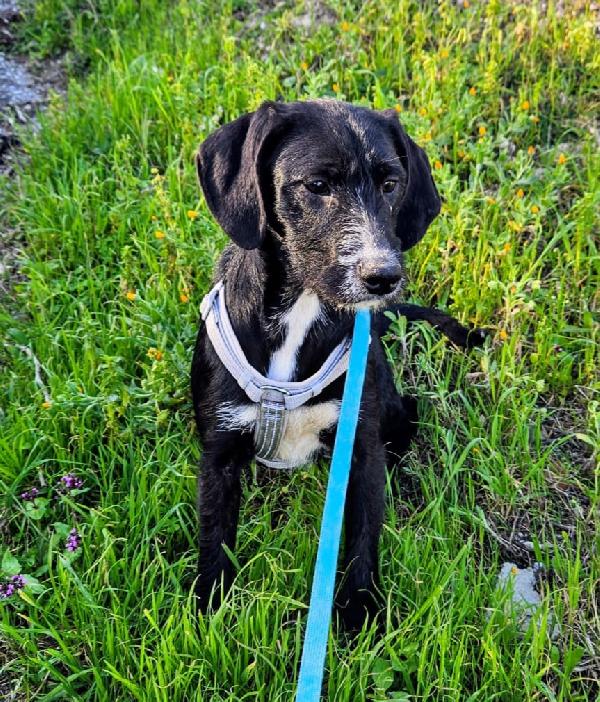 LUNA MIX SPINONCINA  Foto 2