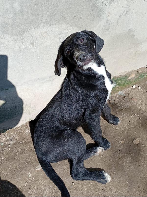 LUNA MIX SPINONCINA  Foto 4