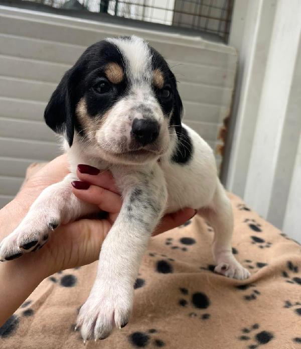 COSMO APOLLO ORIONE LEONE Foto 2