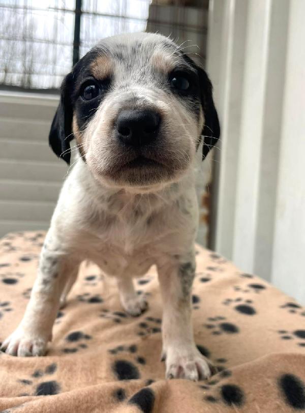 COSMO APOLLO ORIONE LEONE Foto 3