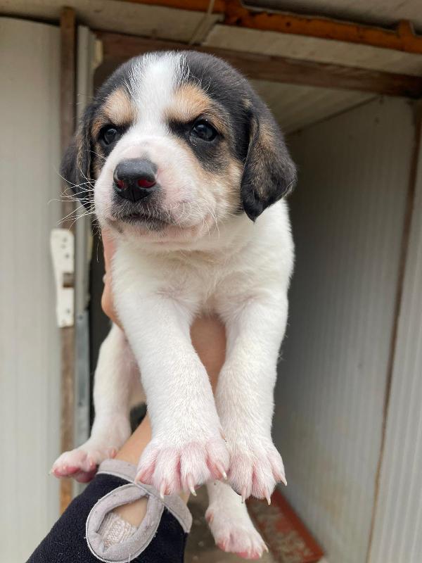 COSMO APOLLO ORIONE LEONE Foto 8