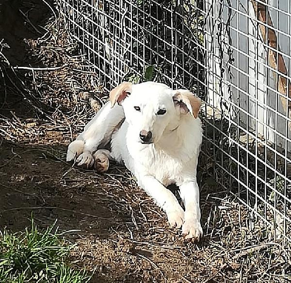MERLINO ASPETTA UNA MAMMA  Foto 2