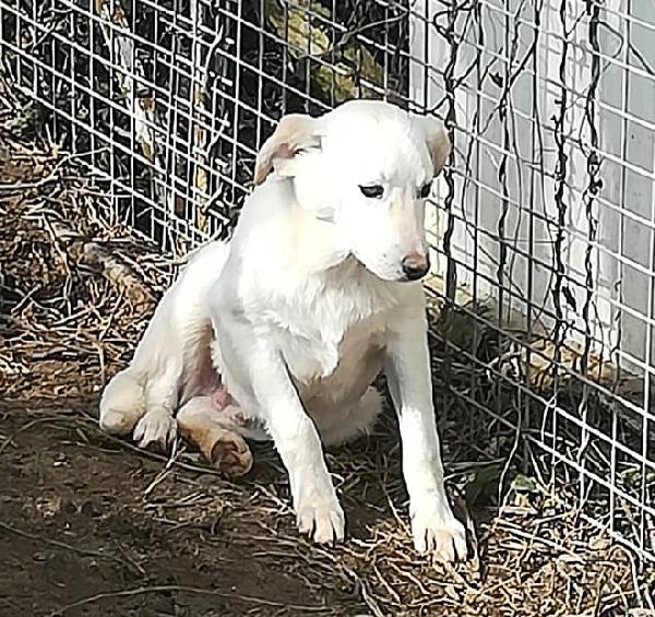 MERLINO ASPETTA UNA MAMMA  Foto 3