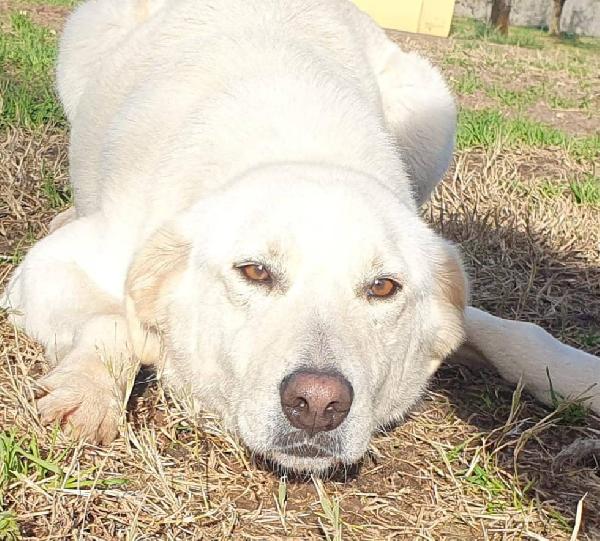Ziguli' il timido cagnolino dal sorriso speciale Foto 8