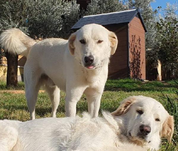 Ziguli' il timido cagnolino dal sorriso speciale Foto 9