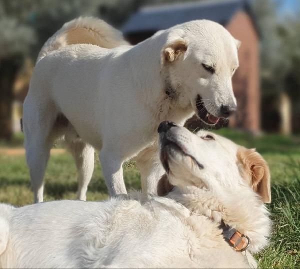 Ziguli' il timido cagnolino dal sorriso speciale Foto 10