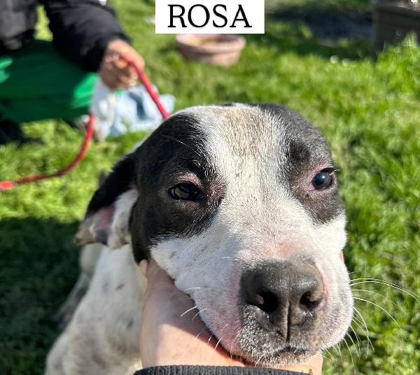 Rosa, La Prima Di 3 Cucciole Bellissime E Monelle