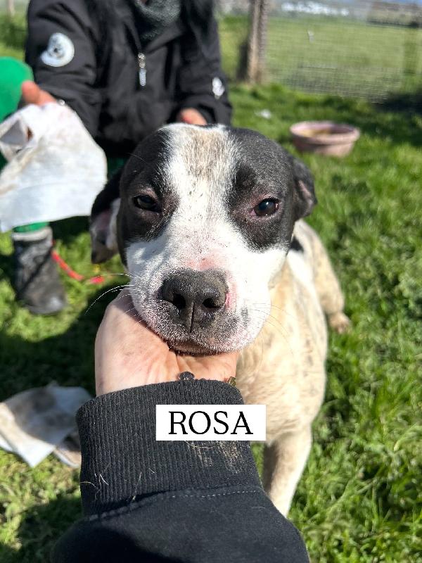 Rosa, la prima di 3 cucciole bellissime e monelle Foto 2