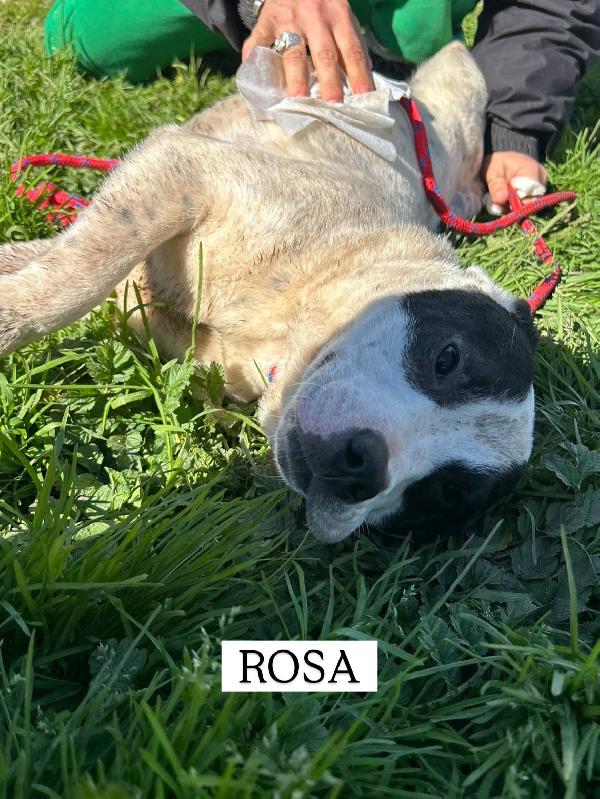 Rosa, la prima di 3 cucciole bellissime e monelle Foto 3