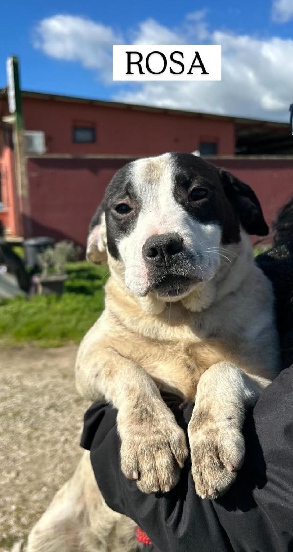 Rosa, la prima di 3 cucciole bellissime e monelle Foto 4