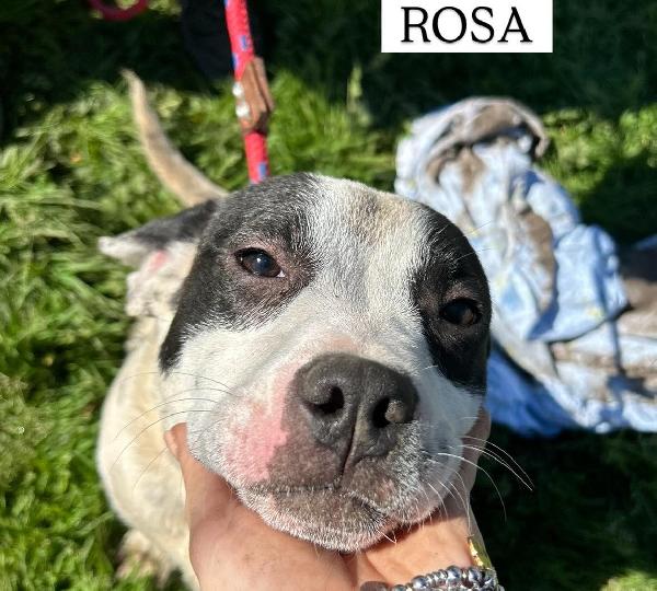 Rosa, la prima di 3 cucciole bellissime e monelle Foto 5