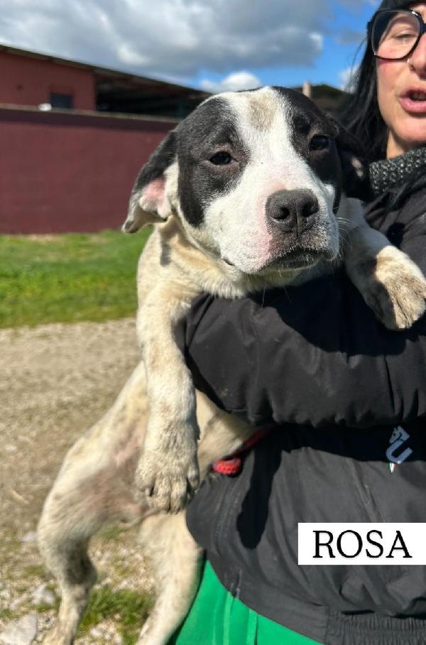 Rosa, la prima di 3 cucciole bellissime e monelle Foto 6
