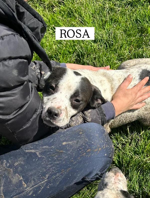 Rosa, la prima di 3 cucciole bellissime e monelle Foto 8