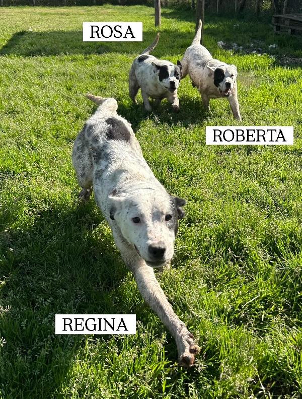 Rosa, la prima di 3 cucciole bellissime e monelle Foto 9