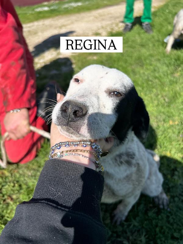 Regina, la 2^ di 3 cucciole bellissime e monelle Foto 2