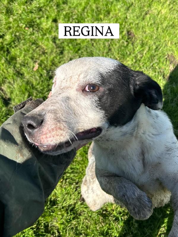 Regina, la 2^ di 3 cucciole bellissime e monelle Foto 5