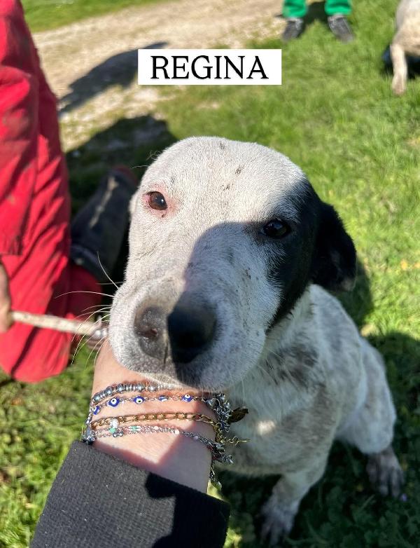 Regina, la 2^ di 3 cucciole bellissime e monelle Foto 6