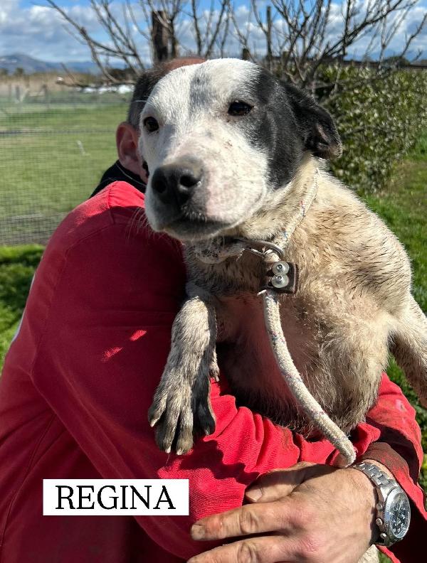 Regina, la 2^ di 3 cucciole bellissime e monelle Foto 8