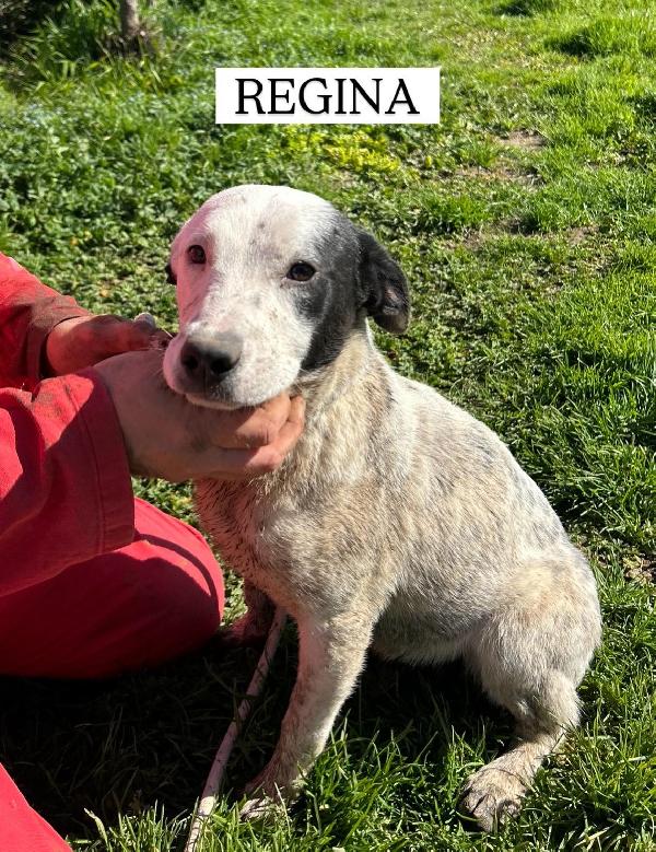 Regina, la 2^ di 3 cucciole bellissime e monelle Foto 9