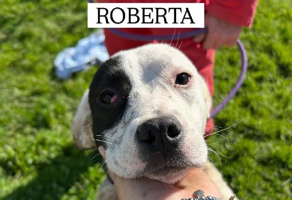 Roberta, la 3^ di 3 cucciole bellissime e monelle Foto 2